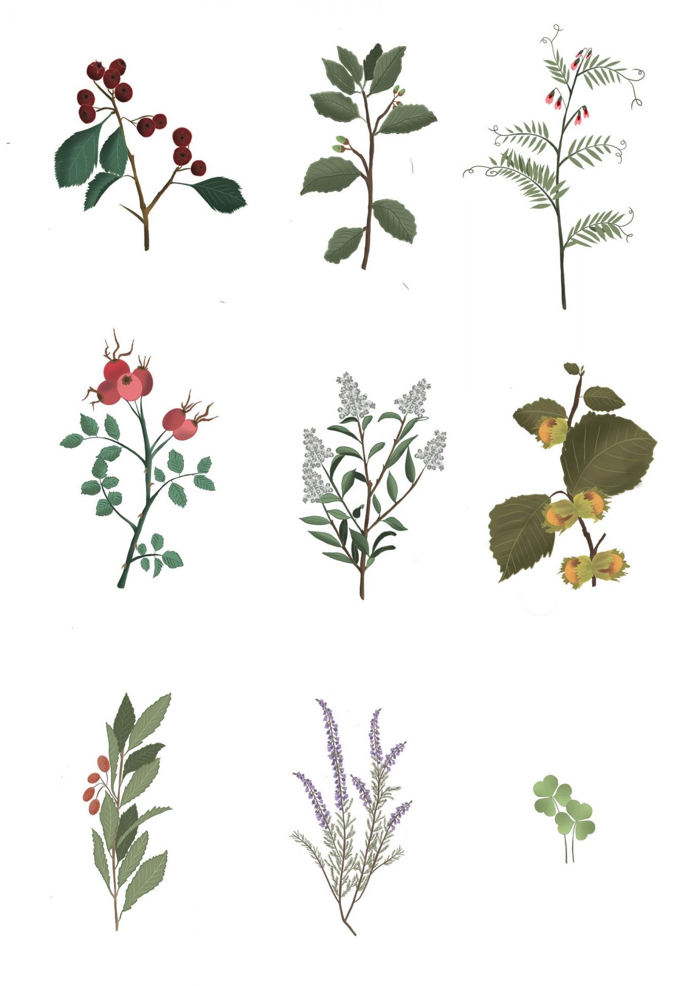 Botanical Illustration