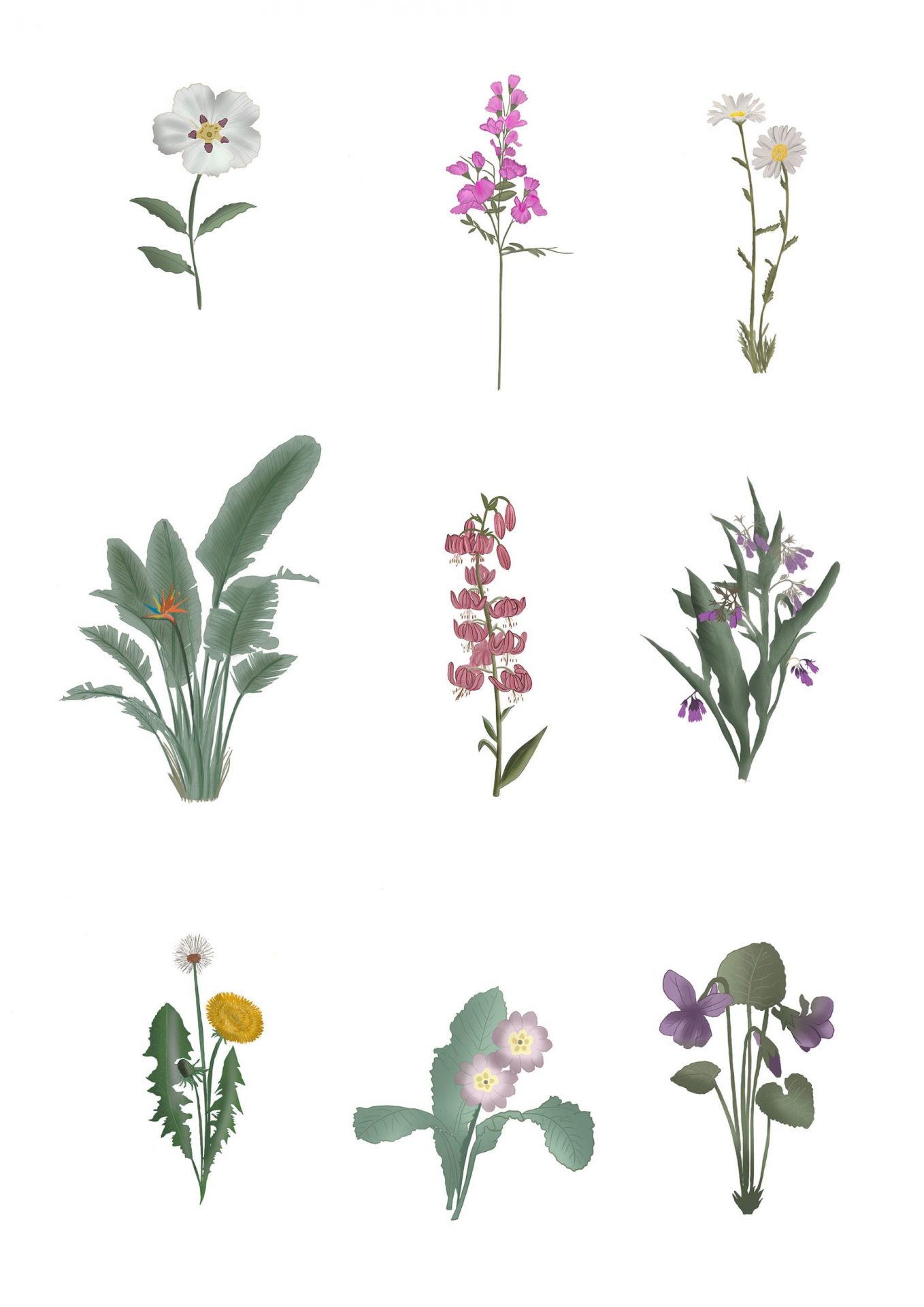 Botanical Illustration