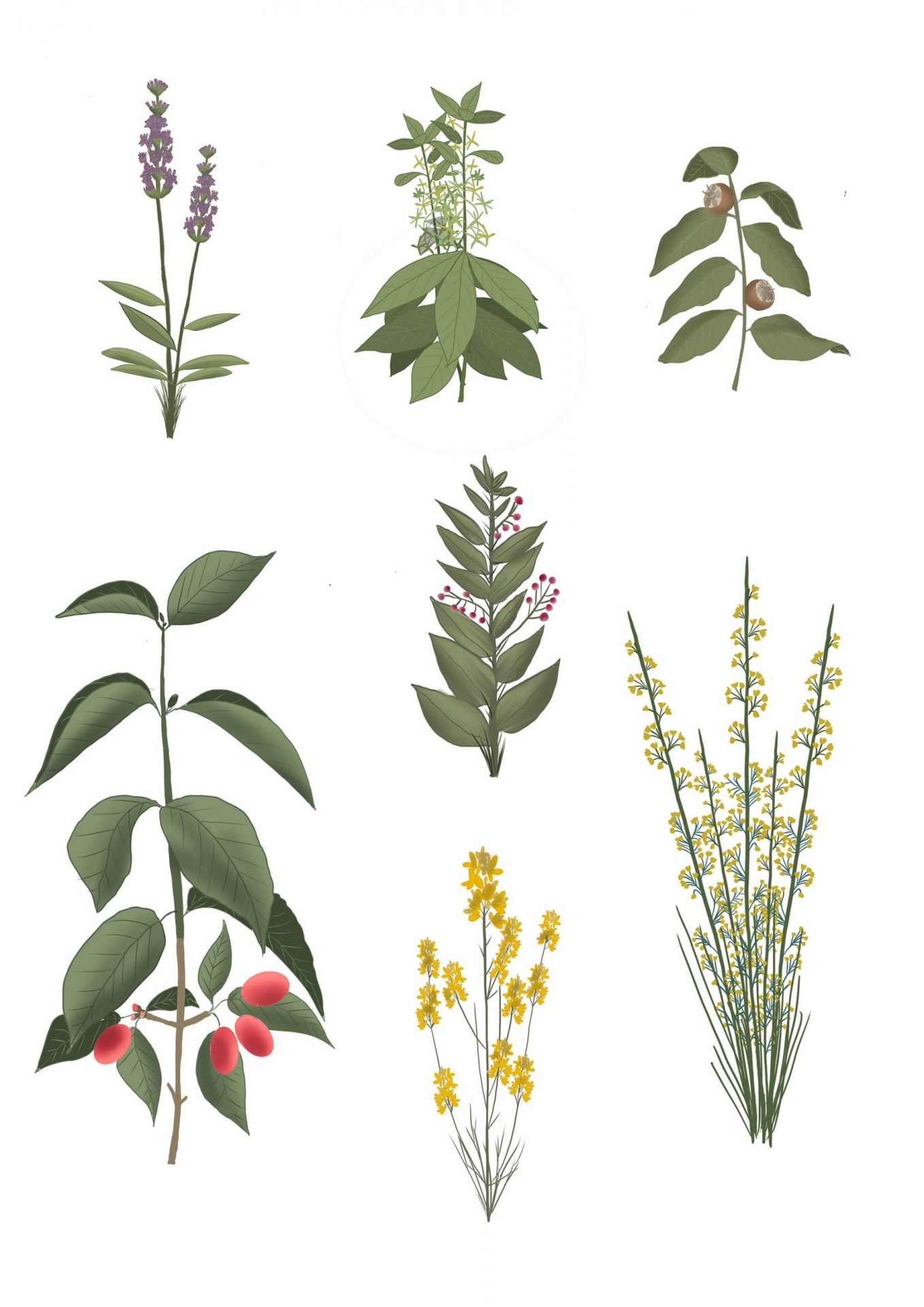 Botanical Illustration