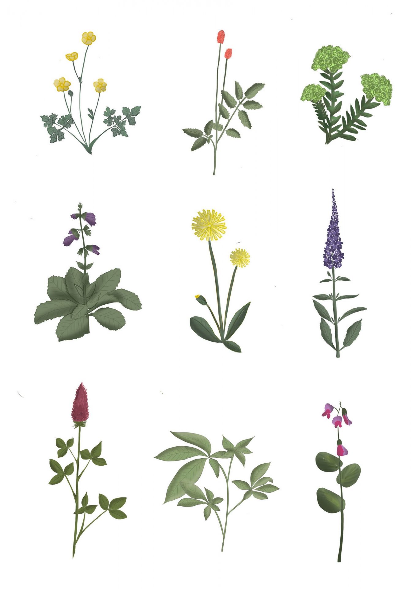 Botanical Illustration